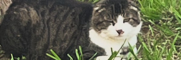 ❤️Cat Mom Profile Banner