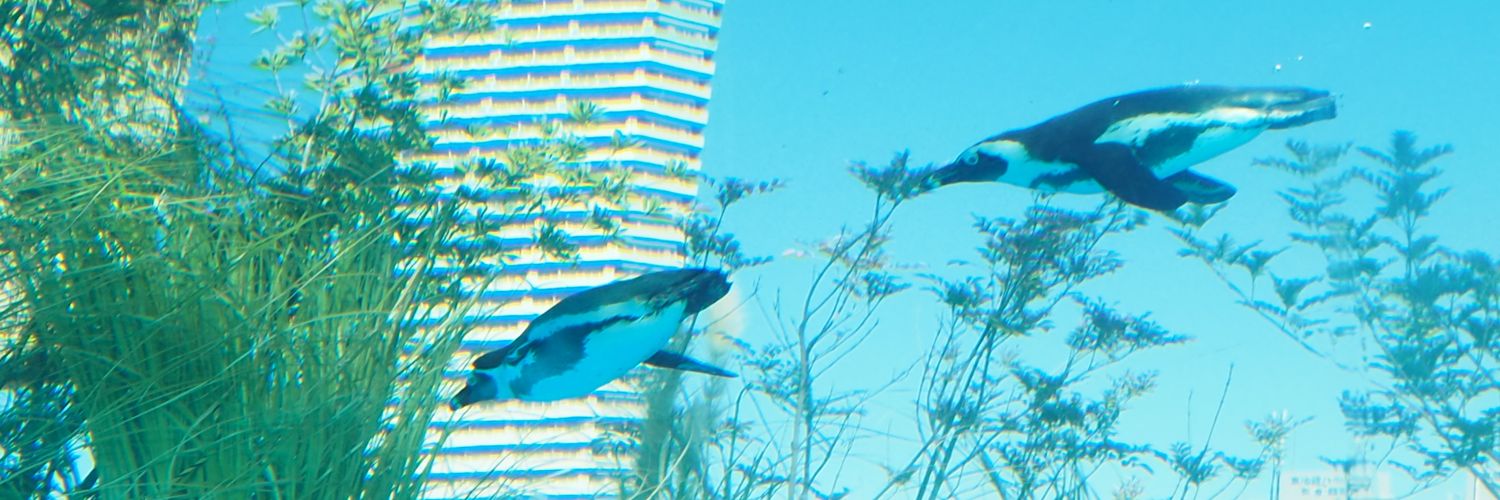 カモナ🦆 banner