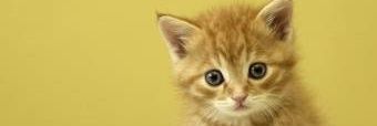 MaiPets's profile banner image