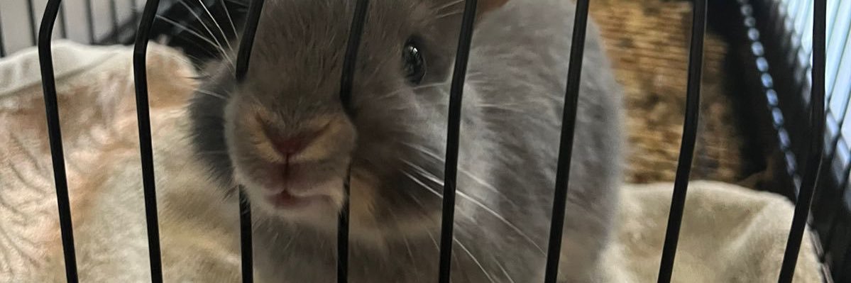 fernandauggeri_'s profile banner image