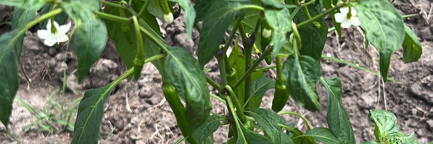 Dr. Ume Chukwu Emeka, WASSCE, BSC, MBChB banner