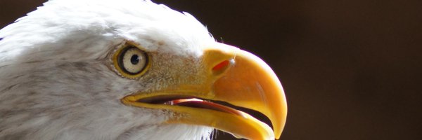 mbdgerritsen Profile Banner