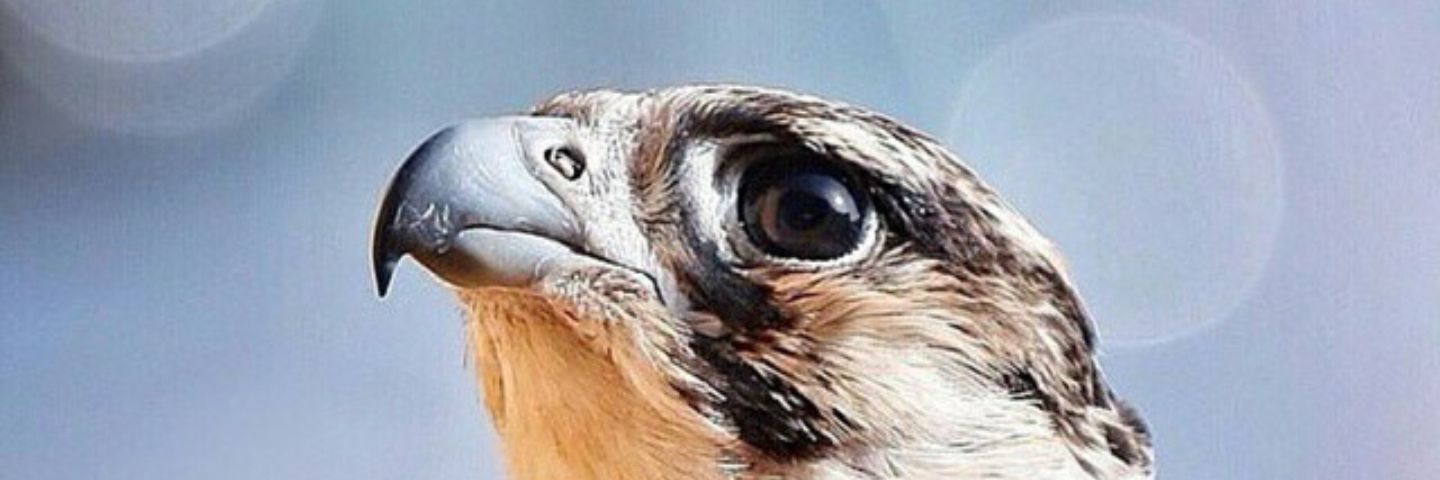 dwfwd0's profile banner image