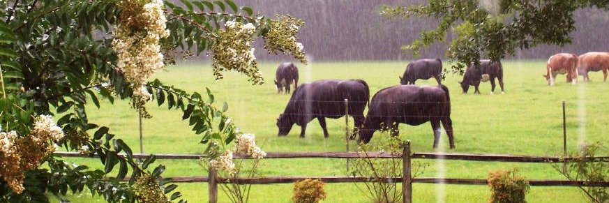 The Chapped Hide 🇺🇸🇮🇪 banner
