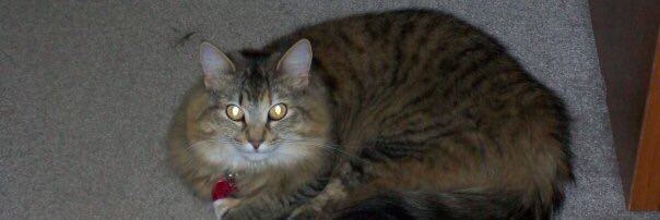 soft_kitty7's profile banner image