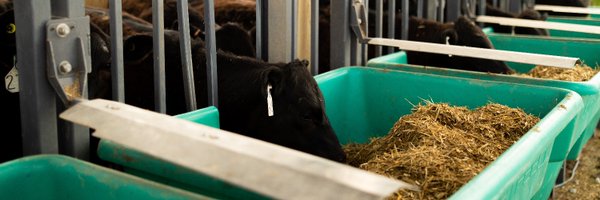 CLockLivestock Profile Banner