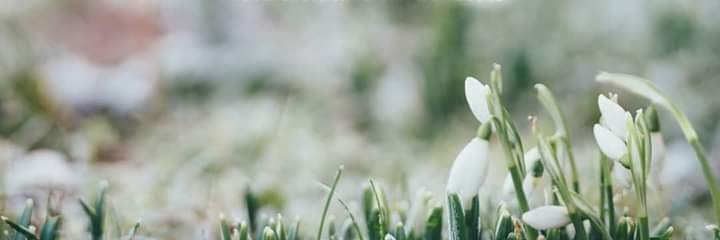 Ayulstar's profile banner image