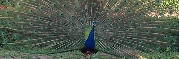 PeterTarfa Profile Banner