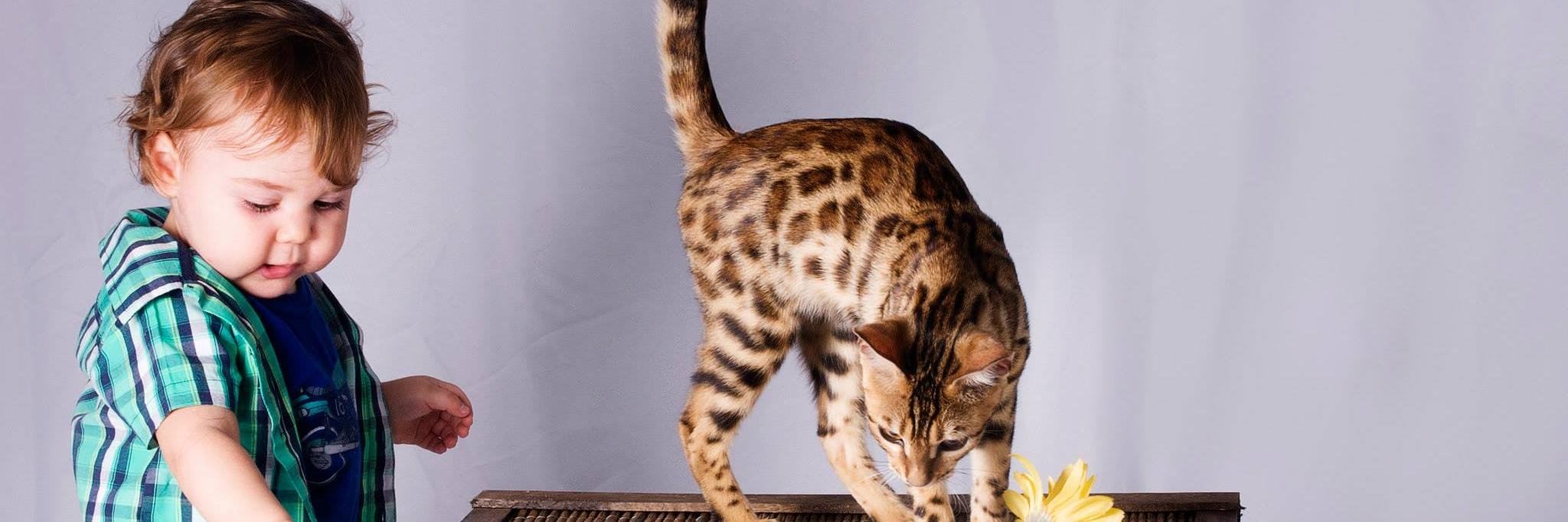 LE ZAMPE KATZE banner