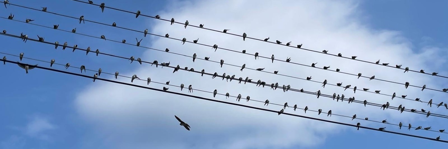 @mariazuffova on bsky banner