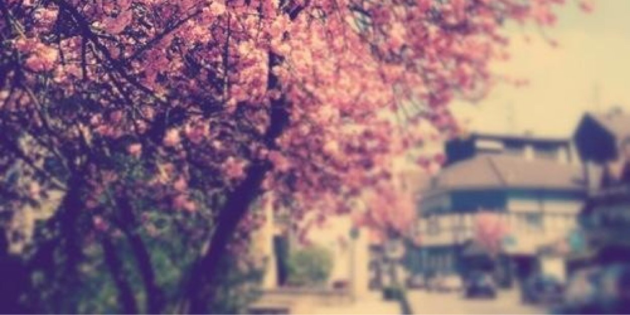 ElisabethRas's profile banner image