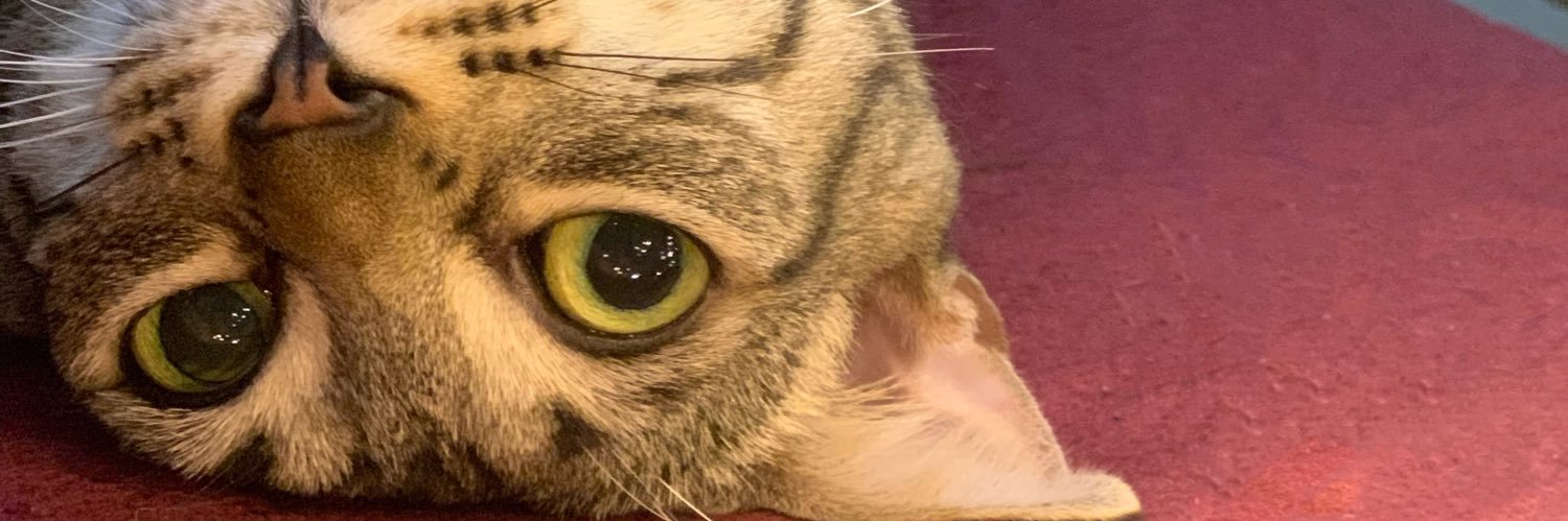 Miicheello's profile banner image
