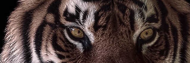 Simonasimo0's profile banner image
