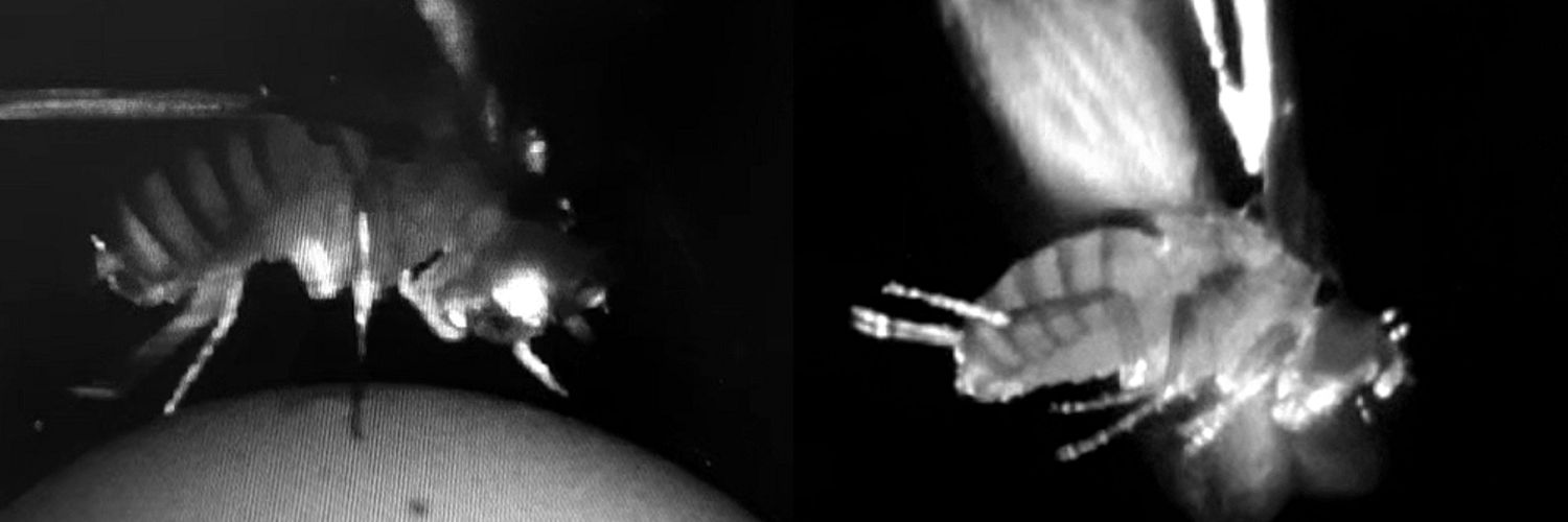 Sirin Liebscher banner