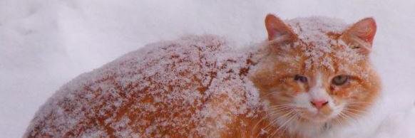 tack_cat's profile banner image