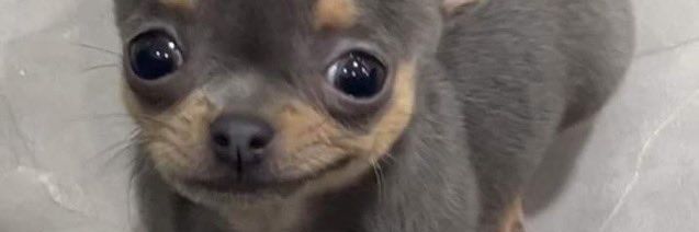 ButaneroPutero33 banner