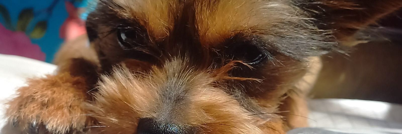 pxxte2's profile banner image