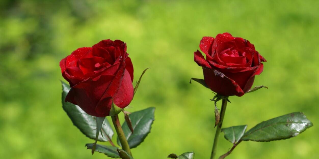 Mawar_Merah07's profile banner image