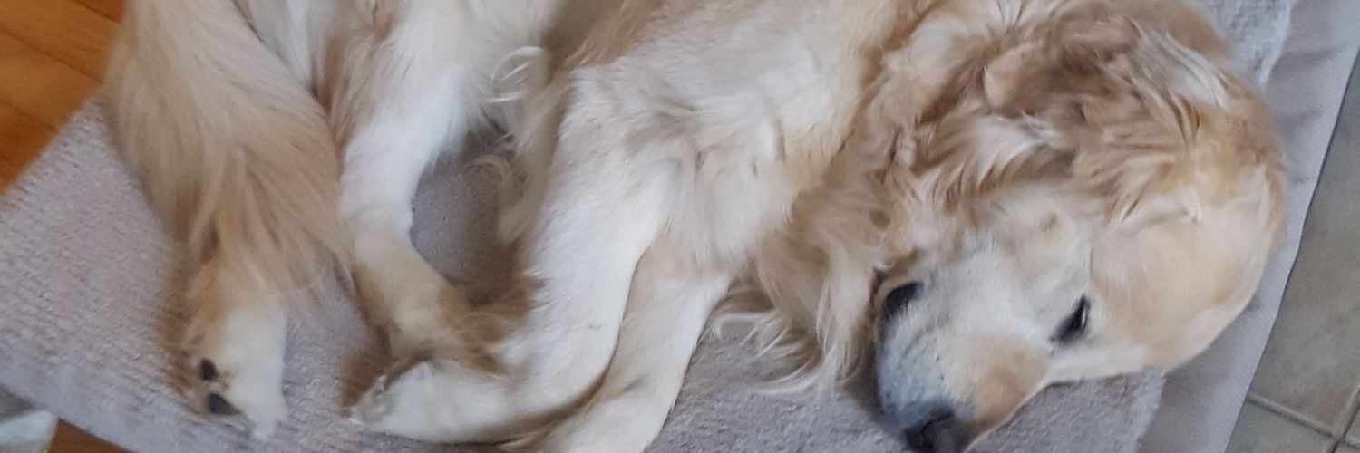SpankBankzz's profile banner image