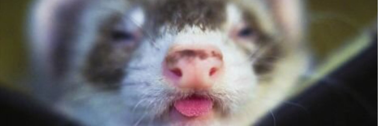 CatSnakesDaily's profile banner image