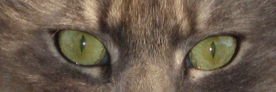 JoeLinardi's profile banner image