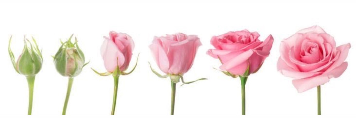 sandiaa_cv's profile banner image