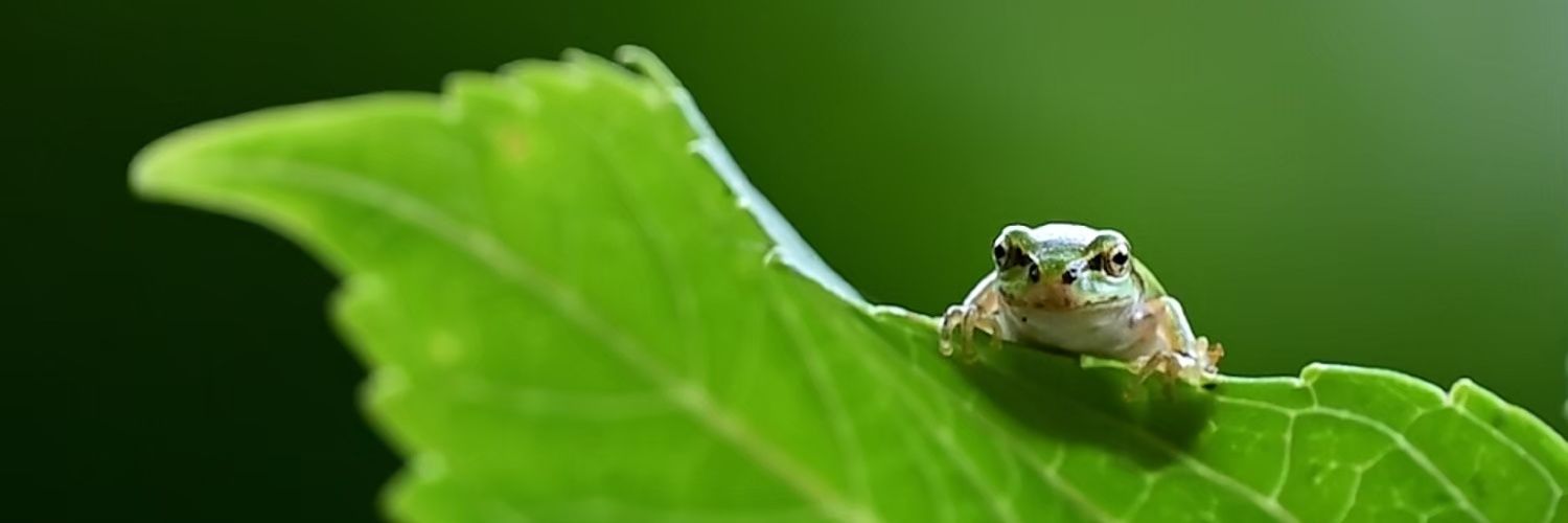 🇯🇵まんまる🇯🇵 banner