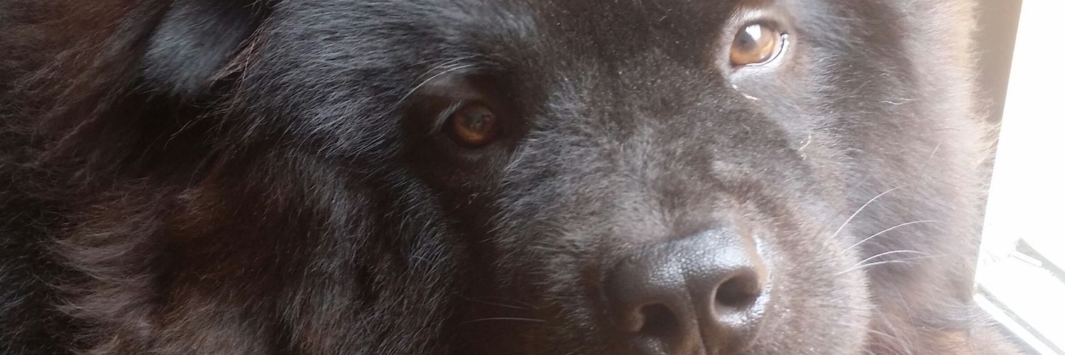 RenatoKrek's profile banner image