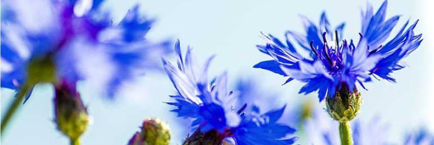 BromollaLiberal's profile banner image