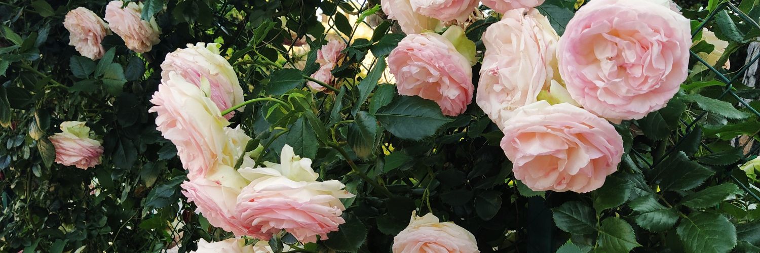 annab1010's profile banner image