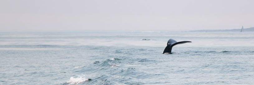 Dixie Cornell banner