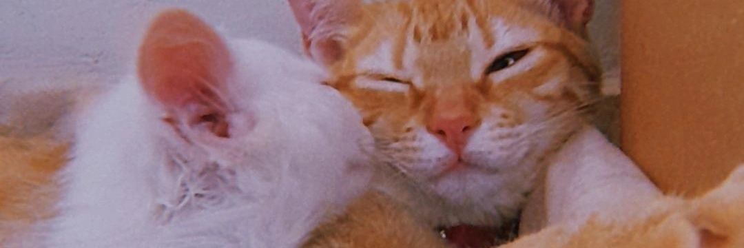 amanalau's profile banner image