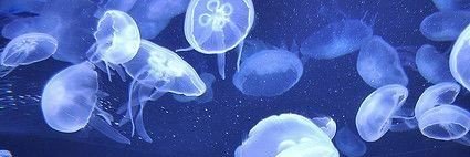 minigierka's profile banner image