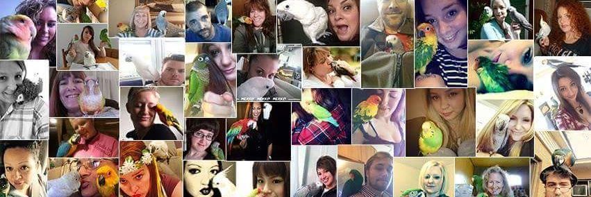 WeParrots's profile banner image