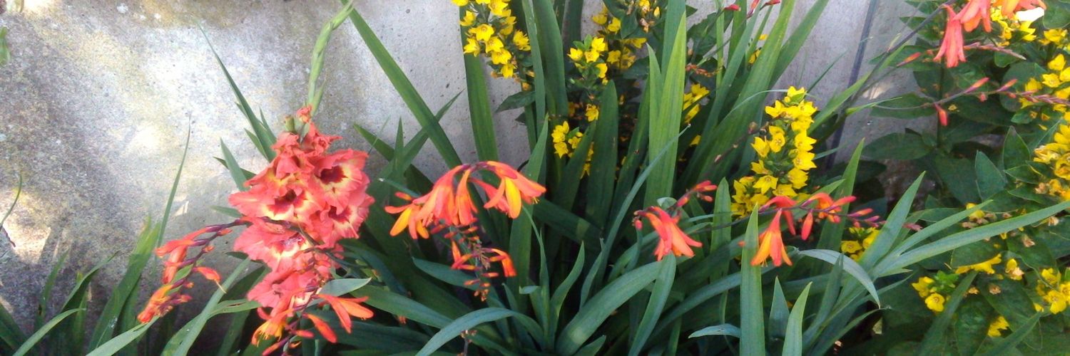 Meg Dodsworth banner