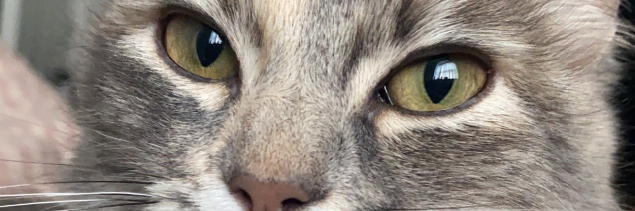 blondieloism's profile banner image