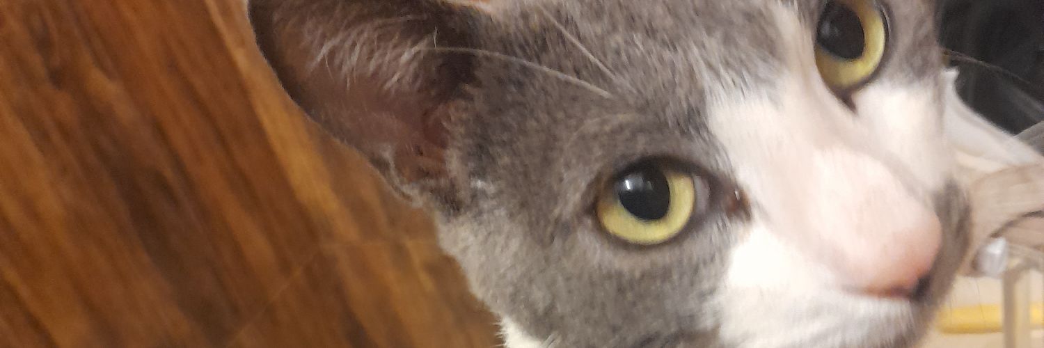 scurra94's profile banner image