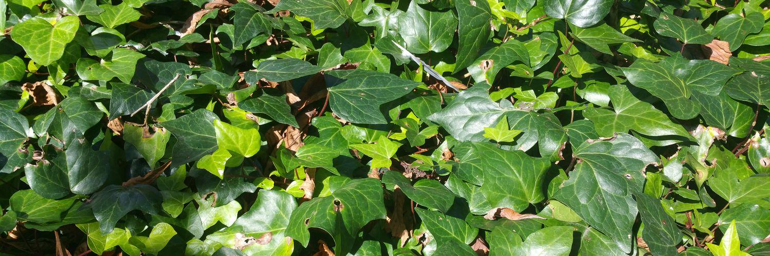 Reportero dicharachero banner