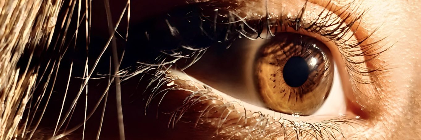 wailleria's profile banner image