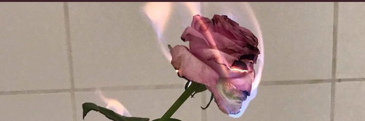 annabelle_macee's profile banner image