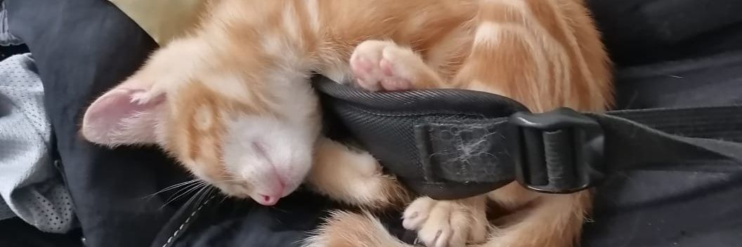 martinsstati's profile banner image