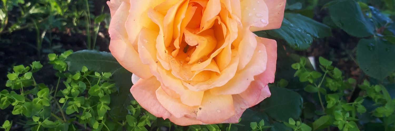 yoldas255's profile banner image