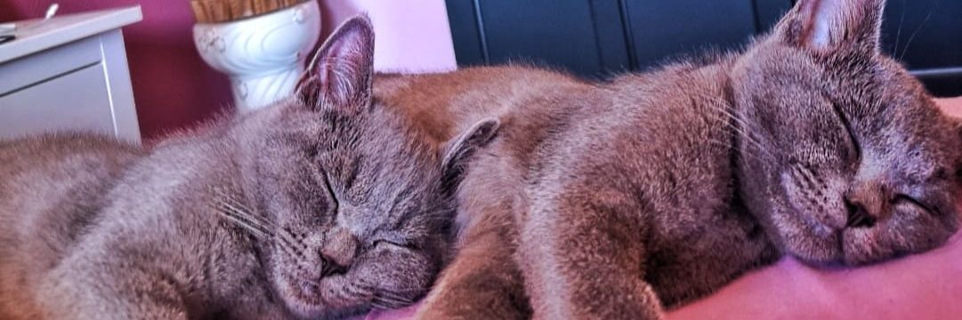 ServerFee's profile banner image