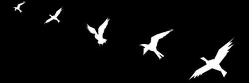GULCANERLER's profile banner image