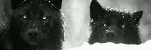 WerewolfKit's profile banner image