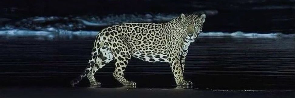 _Tcerqueira's profile banner image