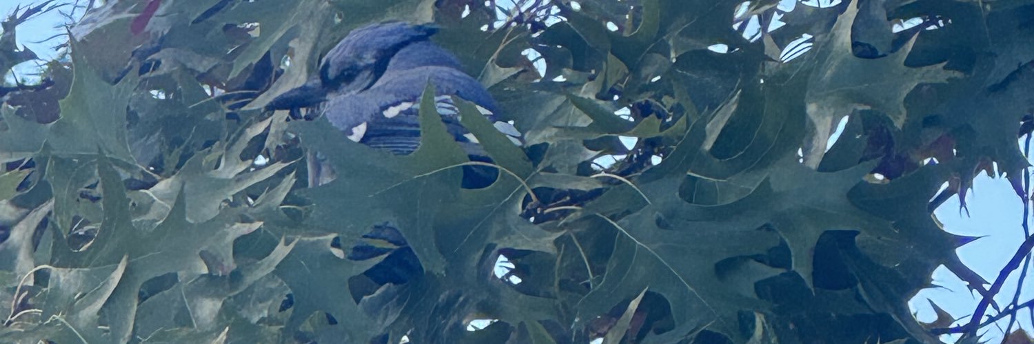 silkyboyg's profile banner image