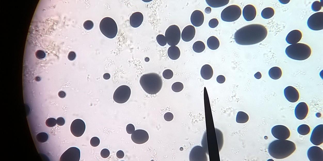 SuponiendoQue... banner