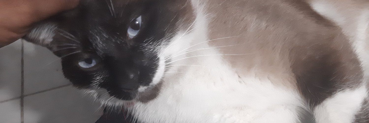 zedasolda's profile banner image