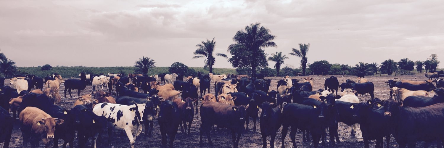 beefgenetics's profile banner image
